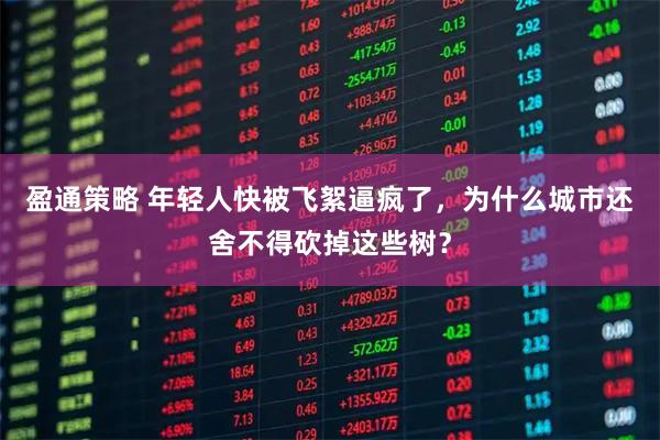 盈通策略 年轻人快被飞絮逼疯了，为什么城市还舍不得砍掉这些树？